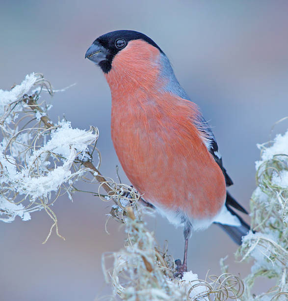 istock Bullfinch in wintertime 536013277