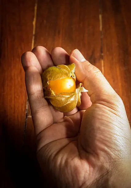 Still life Physalis fruit or capegooseberry in hand.