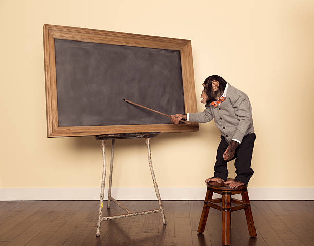 Professor chimpanzé no quadro-negro. Um professor chimpanzé está pronto para o início da aula. Com a ajuda de um ponteiro e um quadro-negro, ele está pronto para lhe dar uma lição. Fotos de animais estranhos, fotos e imagens royalty-free.