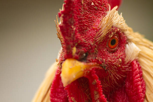 istock The head of a cockerel 536015551