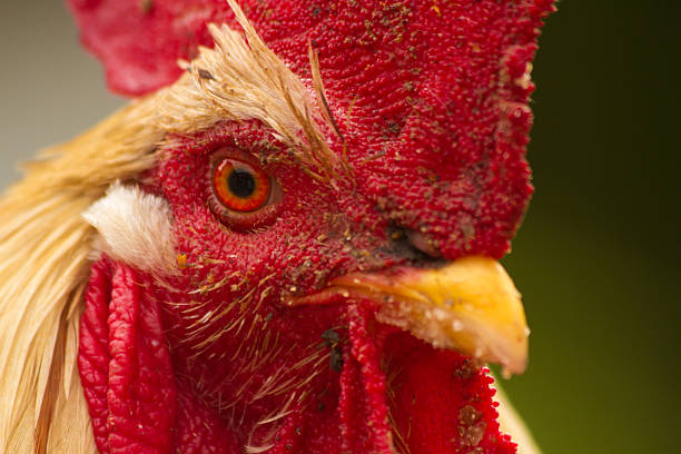 istock The head of a cockerel 536015561