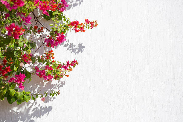 istock Red flowers agaist white wall good for background 536016865