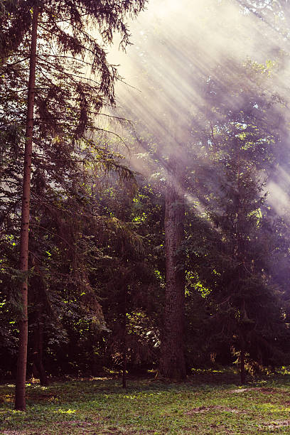 istock Morning sunbeam in forest with smoke 536025329