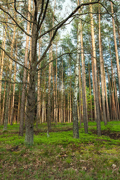 istock Trees in a forest in the early spring 536027019