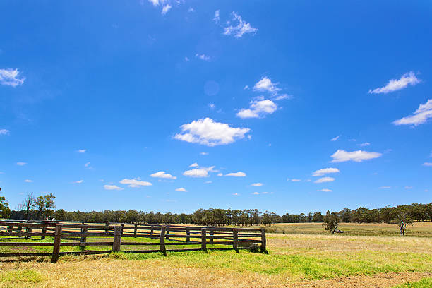 istock Australian rural field landscape with haystacks and blue sky 536028875