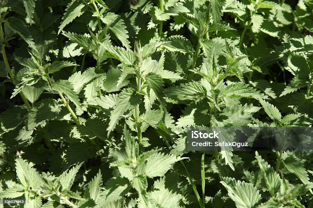 stinging nettle 2015 Stock Photo