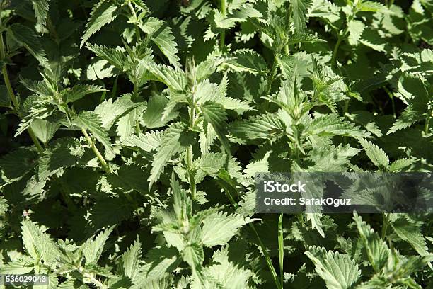Stinging Nettle Stock Photo - Download Image Now - 2015, Abstract, Agriculture