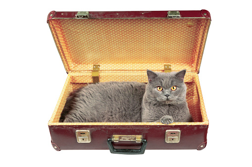 Cat in the old vintage suitcase. Isolated on white.