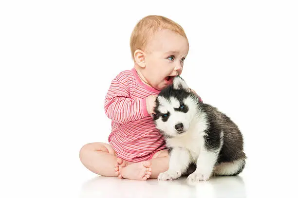Little girl playing with a puppy husky, isolated on white