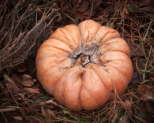 Old pumpkin stock photo
