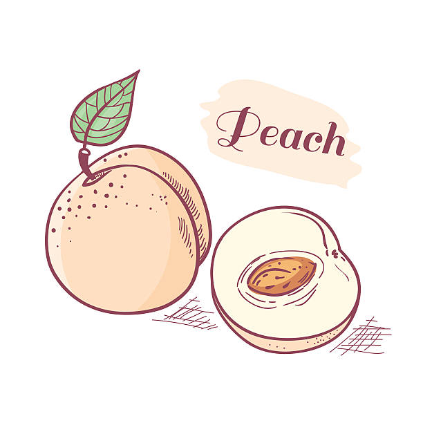 수작업 복숭아색 slice - peach fruit portion orange stock illustrations