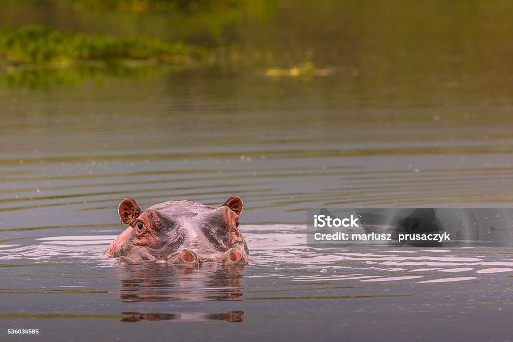 Hippos - Serengeti Wildlife Conservation Area, Safari, Tanzania, Hippos - Serengeti Wildlife Conservation Area, Safari, Tanzania, East Africa 2015 Stock Photo