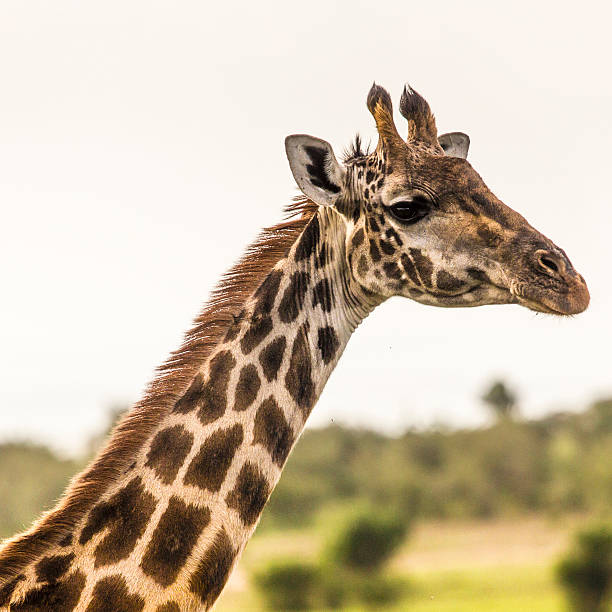 istock Giraffe on safari wild drive, Kenia. 536034601