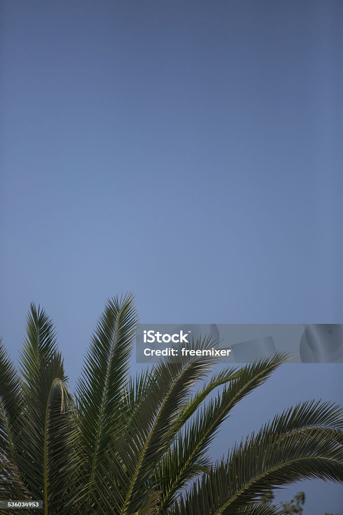 Palm Tree 2015 Stock Photo