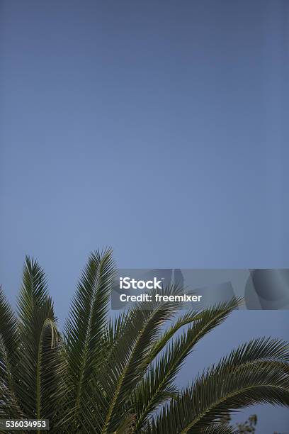 Palm Tree Stock Photo - Download Image Now - 2015, Beach, Branch - Plant Part