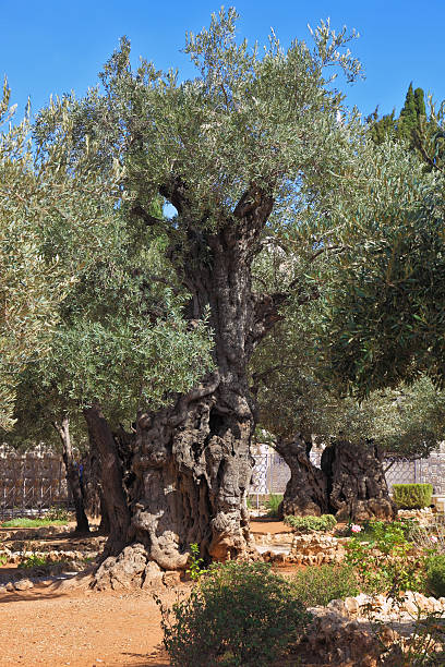 istock Location prayer of Jesus 536035733