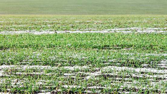 Agricultural field of winter wheat under the snow