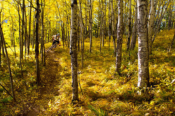 corrida de bicicleta de montanha no outono - usa action adventure aspen tree imagens e fotografias de stock