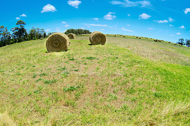 istock Australian rural field landscape with haystacks and blue sky. Fish 536037039