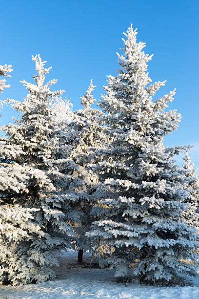 istock beautiful winter forest on sunny day 536047415