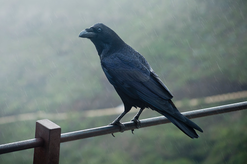 Close up of raven on a fence in a mountainous area in Tenerife, Canary islands, Spain a misty day.