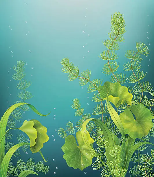Vector illustration of Underwater background