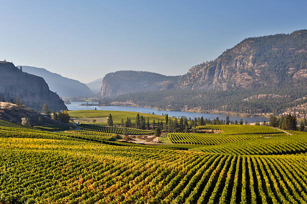 Vignoble de la vallée de l'okanagan Falaise de mcintyre vasuex Lac - Photo