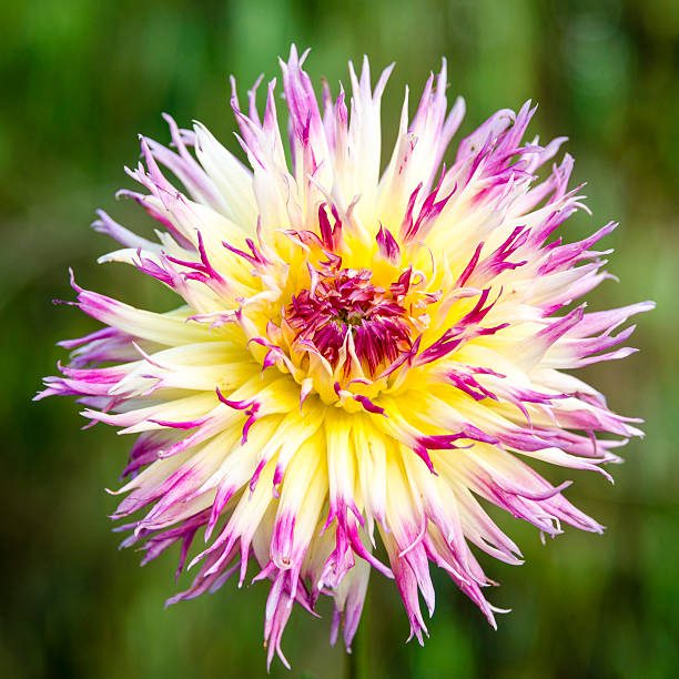 Flower with pink petals and a natural green creamy blur during a sunny day