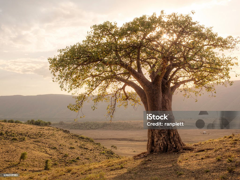 Afrykańskiego baobabu - Zbiór zdjęć royalty-free (Baobab)