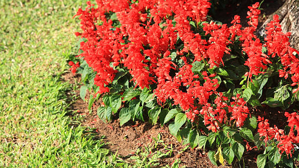 istock salvia splendens in the park 536050047