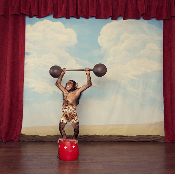 Chimpanzee in Leopard Singlet Lifts Heavy Barbell on Stage