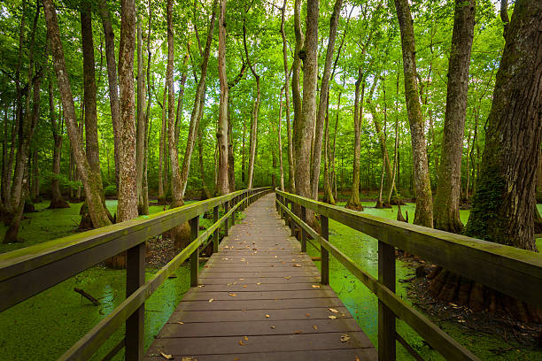 boardwalk over swamps de luisiana, ee.uu. - cypress swamp fotografías e imágenes de stock