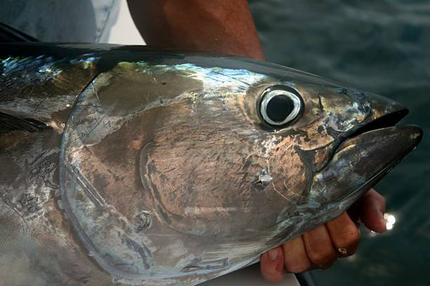tuńczyk błękitnopłetwy - big game fishing zdjęcia i obrazy z banku zdjęć
