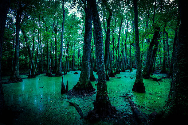 spooky swamps de luisiana, ee.uu. - cypress swamp fotografías e imágenes de stock