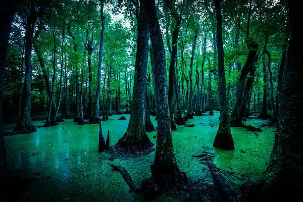 Photo of Spooky Swamps in Louisiana, USA