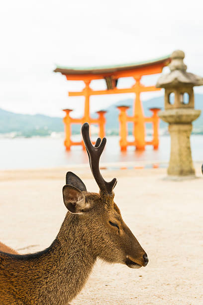Miyajima, Japan - August 11, 2014: Great floating gate in water, green hills in background against sky, a deer standing in front view.