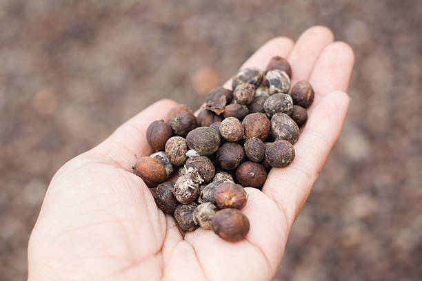 istock Dried berries coffee beans on hands 536054217