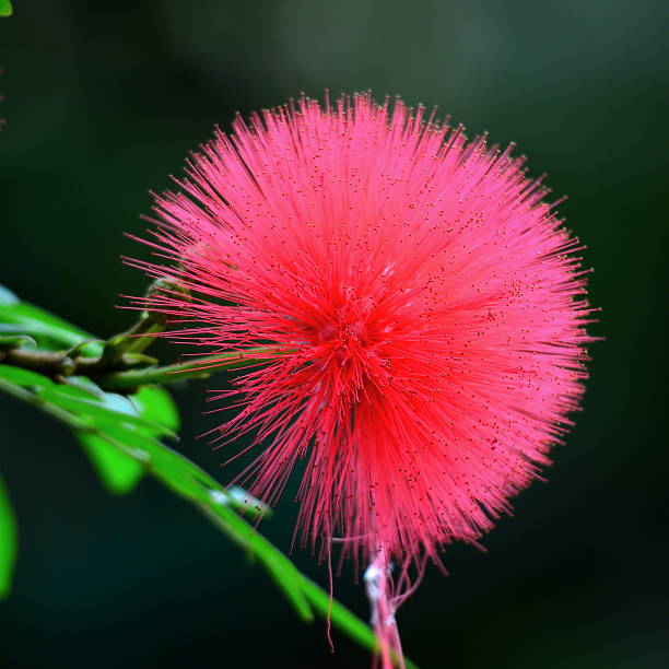 istock Pink Powder Puff flower 536054231