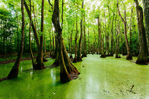 swamps de luisiana, ee.uu. - cypress swamp fotografías e imágenes de stock