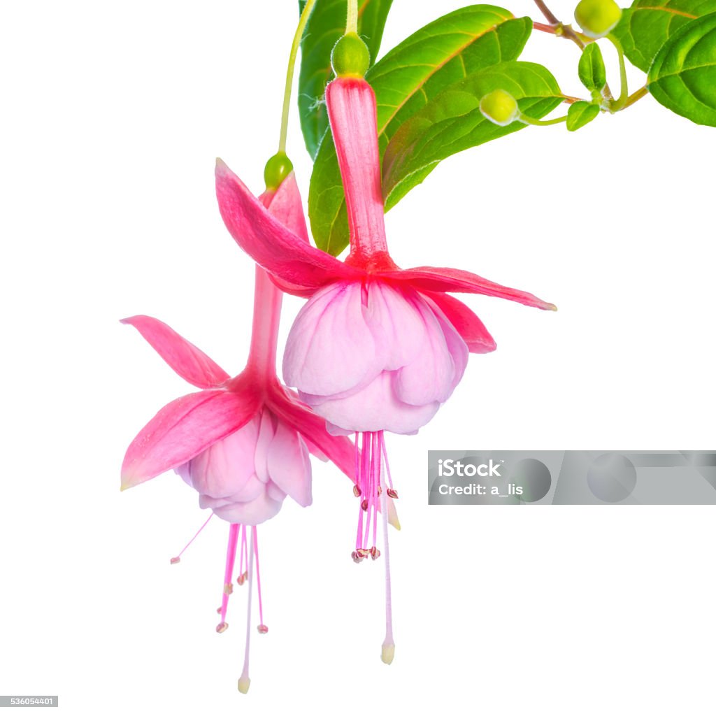 delicate pink fuchsia of an unusual form is isolated delicate pink fuchsia of an unusual form is isolated on the white backgroud,  `Luuk van Riet` 2015 Stock Photo