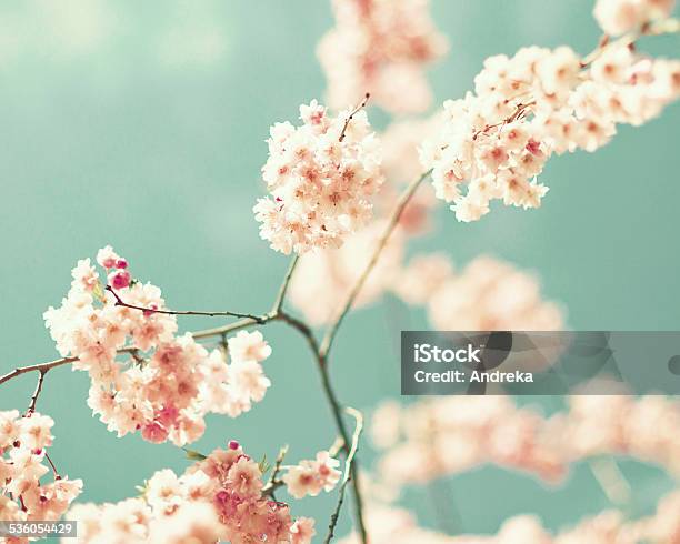 Vintage Fiori Di Ciliegio - Fotografie stock e altre immagini di Giappone - Giappone, Cultura giapponese, Natura