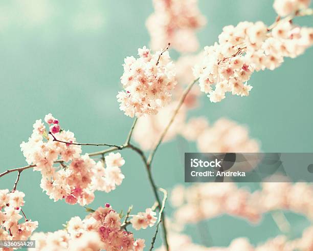 Vintage Cherry Blossoms Stock Photo - Download Image Now - Japan, Japanese Culture, Nature