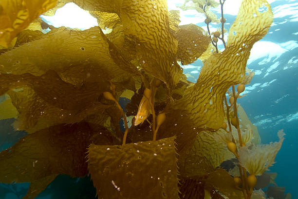 istock Kelp fish hiding in California kelp forest 536054717