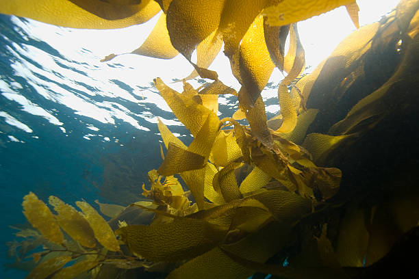 istock Seaweed floating in Pacific Ocean 536054727