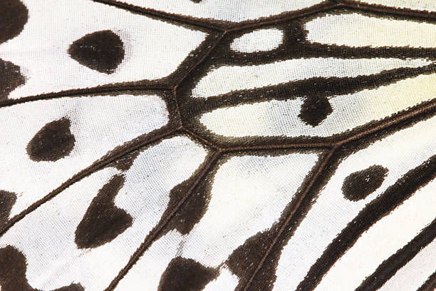 istock the Wing of Large Tree Nymphs butterfly,macro 536055911