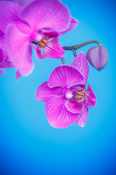 istock Beautiful purple phalaenopsis flowers 536055935