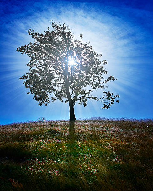 lonely tree オンヒルトップ - oak tree tree grass hdr ストックフォトと画像