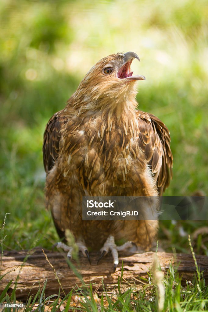 Whistling Kite Whistling kite. Australia. 2015 Stock Photo