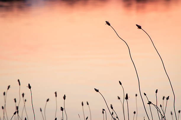 istock Plant Silhouette and Water 536057443