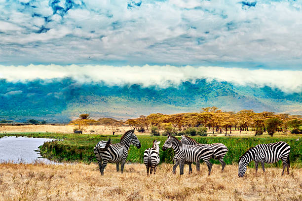 zebras de ngorongoro cratera - lake manyara national park - fotografias e filmes do acervo